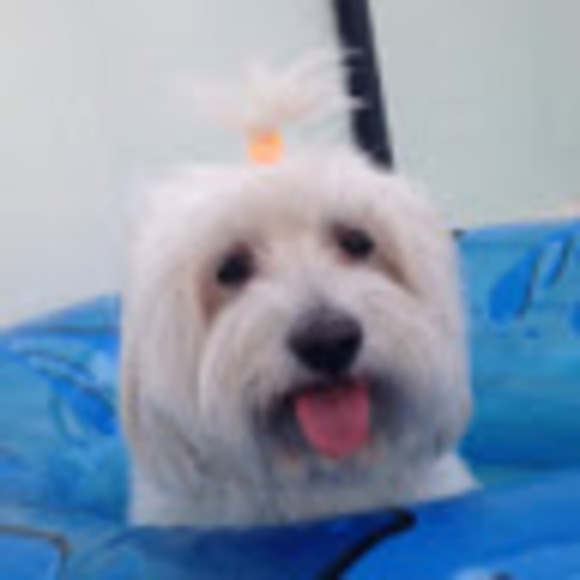 Meet your Posher, Luz - Picture 1 of 1